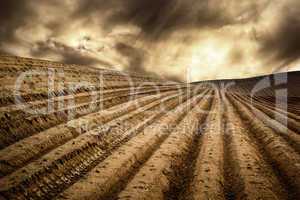 Dry fields in a dramatic light