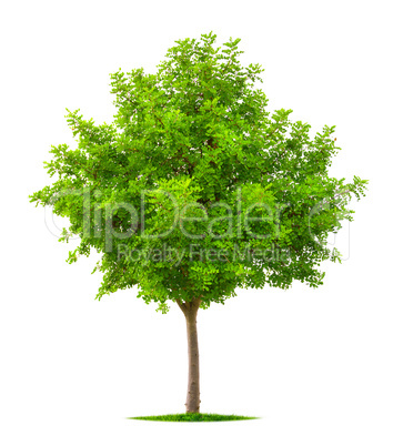 Young tree isolated on white