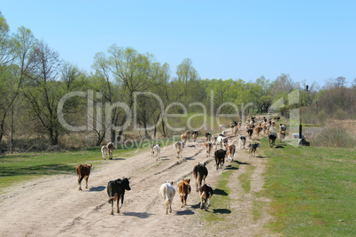 cows coming back from pasture