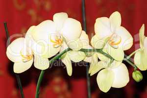 blossoming yellow orchids