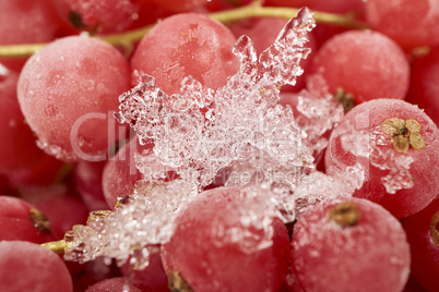 Hintergrund aus tiefgefrorenen Johannisbeeren