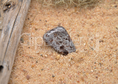 Cipolin am Strand