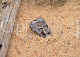 Cipolin am Strand