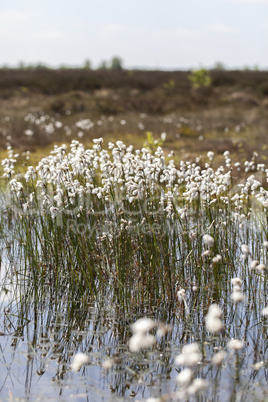 Scheiden-Wollgras - Eriophorum vaginatum