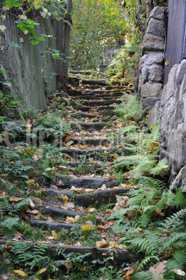 Treppe im Wald