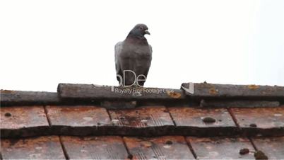 Die Taube auf dem Dach ist.....