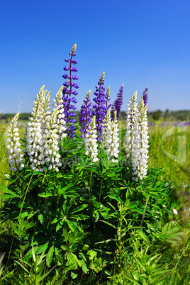 Blooming lupine