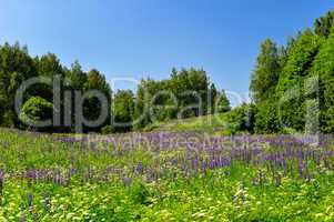Landscape with flowering lupine meadow