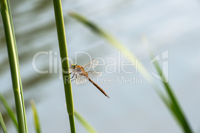 Dragonfly  close up