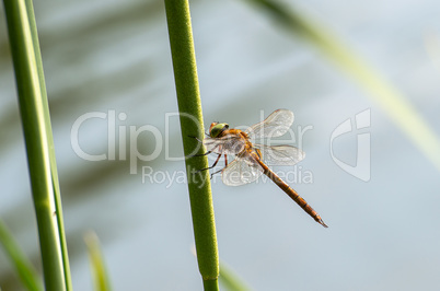 Dragonfly  close up