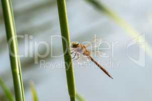 Dragonfly  close up