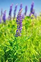 Blooming lupine