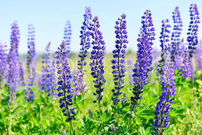 Blooming lupine