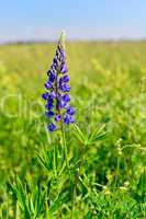 Blossoming lupine