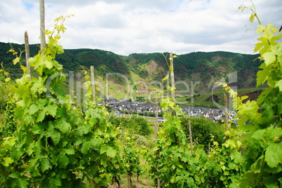 Bremm an der Mosel