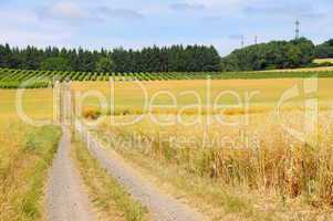 Wald, Weinberge und Felder