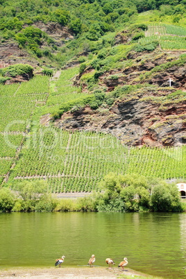 Weinlage Erdener Treppchen