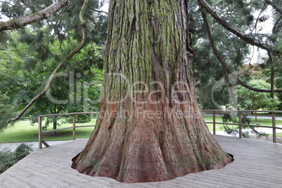 mammon tree