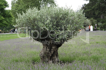 olive tree