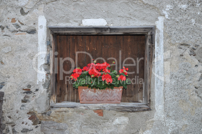 Blumen an einem Fenster