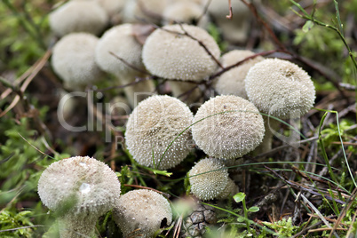 starfish fungus