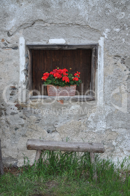 Blumen an einem Fenster