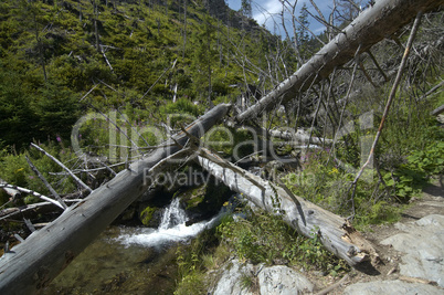 wind break - trees uprooted by a storm