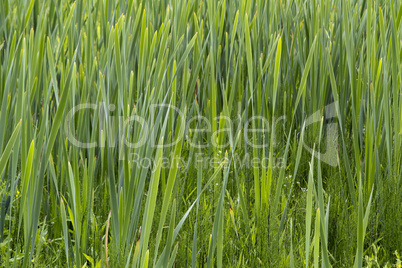 Green Grass Green Grass