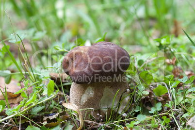 spring boletus