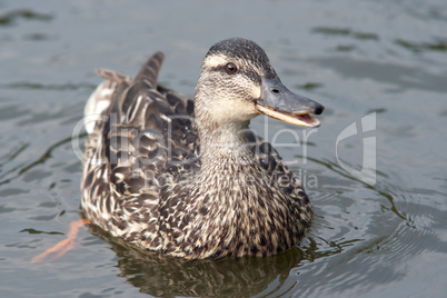 duck on the water