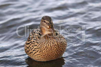 Duck On The Water