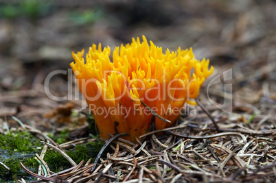 Small Coral Mushroom