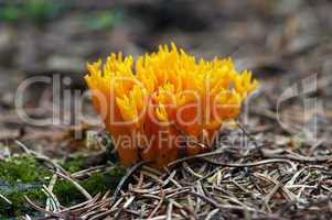 Small Coral Mushroom