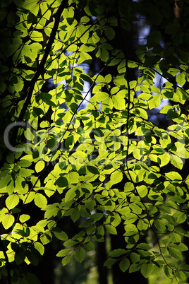 Green Leaves On The Backlit