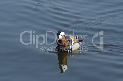 mandarin duck on the water