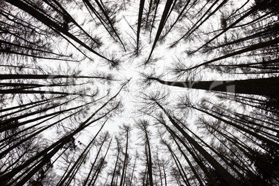 Forest View From Below