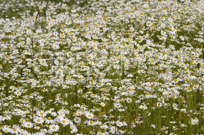 meadow of German chamomile