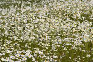 meadow of German chamomile
