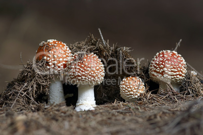 Growing Red Toadstool