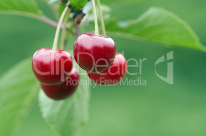 Cherry