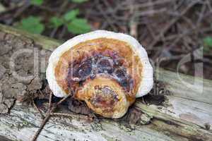 White Wood Fungus