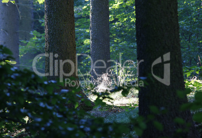 Quiet And Peaceful Place In The Forest