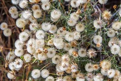 Beautiful white dandelion flowers .