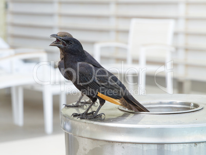 Tristram's Starling or Tristram's Grackle .