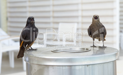 Tristram's Starling or Tristram's Grackle .