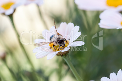 Fleißiges Bienchen