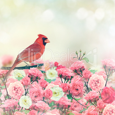 Red Cardinal In Rose Garden