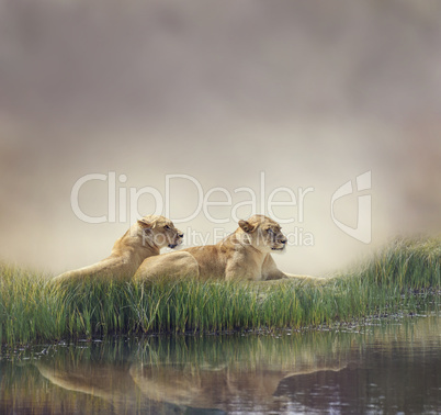 Female Lions