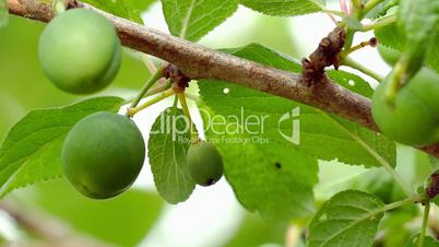 unripe fruits on a plum tree