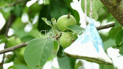 unripe fruits on a apple tree